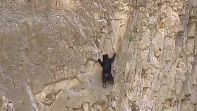 Photo of Hihetetlen ügyességű hegymászó medvék egy függőleges sziklafalon