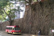Photo of A természet utat tör magának – szokatlan helyeken növő fák