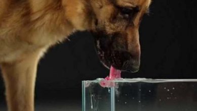 Photo of Így isznak a kutyák – látványos lassított felvétel