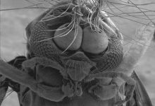 Photo of Elektronmikroszkópos képek egy szúnyogról