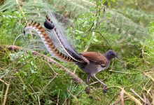 Photo of A láncfűrész, a riasztó és más állatok hangját is képesek utánozni a bámulatos lantfarkú madarak