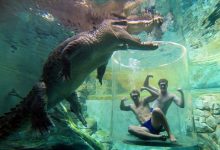 Photo of Merülés a hatalmas krokodilok közé