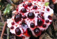Photo of A világ 20 legkülönlegesebb gombája
