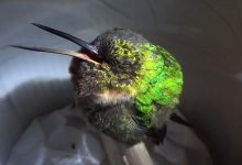 Photo of Ilyen aranyosan horkol egy kolibri