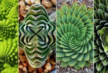 Photo of 20 gyönyörű geometriai formát alkotó növény