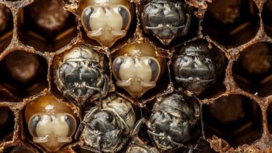 Photo of Elképesztő videó a méhek születéséről