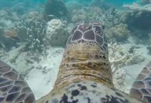Photo of A gyönyörű Nagy-korallzátony egy teknős szemével