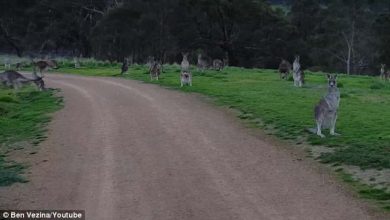 Photo of Kíváncsi kenguru sorfal várt egy ausztrál biciklist