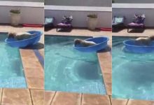 Photo of Becsónakázott a medencébe esett labdájáért a trükkös kutya