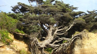 Photo of Az élet fája – az életéért küzdő fa, amelyet csak néhány gyökere tart