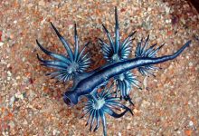 Photo of Kék sárkány – egy különleges kinézetű apró tengeri élőlény