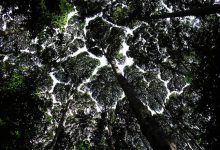 Photo of Az egyik legkülönlegesebb természeti jelenség Malajzia erdeiben