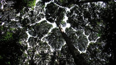 Photo of Az egyik legkülönlegesebb természeti jelenség Malajzia erdeiben