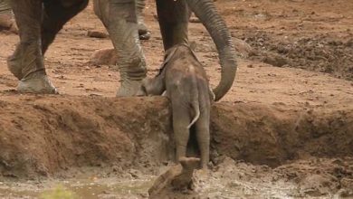 Photo of Így segítettek kiszabadulni a felnőttek a gödörbe ragadt kiselefántnak