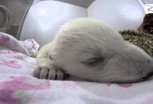 Photo of Aranyos videó egy álmodó és viccesen horkoló apró jegesmedvebocsról