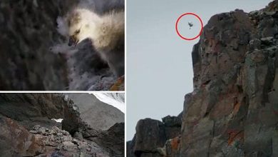 Photo of Hihetetlen videó – apácalúd fiókák 120 méteres zuhanása a sziklapárkányról