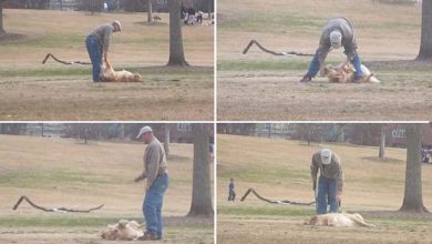Photo of Mindent bevetett az elszánt kutya, hogy ne kelljen hazamennie a parkból