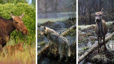 Photo of Ritka állatfajok népesítik be Csernobil térségét