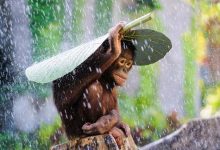 Photo of Leleményes állatok, akik a természetből kölcsönöztek esernyőt maguknak