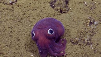 Photo of Rajzfilmbe illő élőlényt filmeztek le a kutatók az óceán mélyén