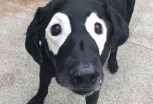 Photo of Vitiligo – bőrfestékhiány az állatoknál