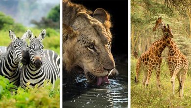 Photo of Lenyűgöző képek a kenyai vadvilág változatos élővilágáról