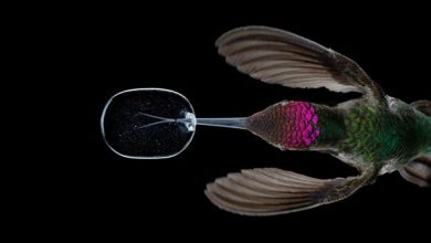 Photo of Soha nem látott módon csodálhatjuk meg a kolibrik lélegzetelállító manővereit
