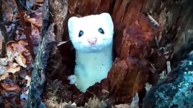 Photo of Kíváncsian figyelte a túrázót a fa odvából kukucskáló hófehér hermelin