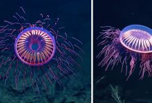 Photo of Mélytengeri tűzijáték – lenyűgöző medúzát örökítettek meg a tengerkutatók