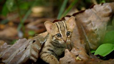 Photo of A világ legkisebb vadon élő macskaféléje