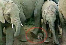 Photo of Ez történt a teknőssel, ami egy elefántcsorda közé keveredett