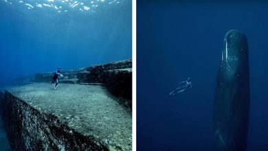 Photo of Elképesztő filmmel tárja elénk az óceánok titokzatos világát a szabadtüdős merülés bajnoka