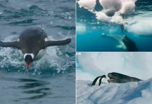 Photo of Így menekül meg egy pingvin a hatalmas fóka elől – Videó