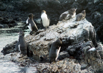 Galápagosi pingvinek | Fotó: Adavyd - Wikipedia