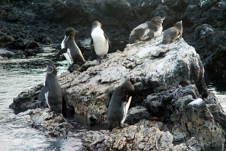 Galápagosi pingvinek | Fotó: Adavyd - Wikipedia