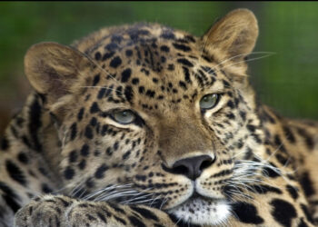 Huszonöt százalékkal nőtt az észak-kínai leopárdok (Panthera pardus japonensis) populációja | Fotó: Wikipedia