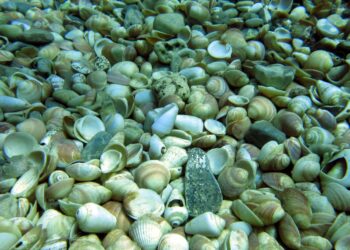A tengerfenéken látható üres héjak értékes információt jeleznek arról, hogy mely fajok éltek itt az összeomlás előtt. Fotó: I. Gallmetzer
