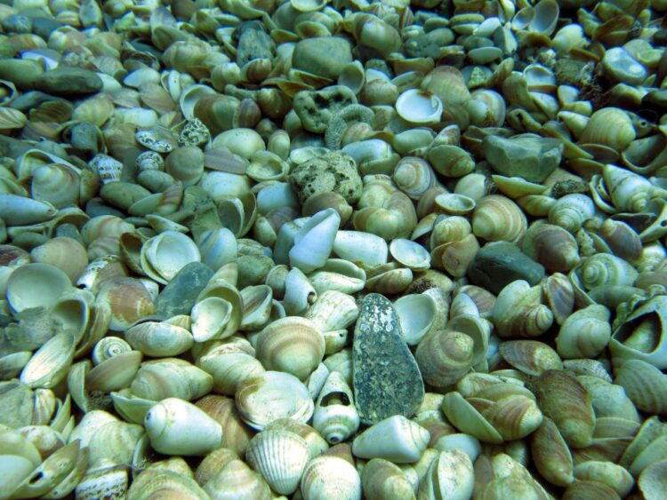 A tengerfenéken látható üres héjak értékes információt jeleznek arról, hogy mely fajok éltek itt az összeomlás előtt. Fotó: I. Gallmetzer