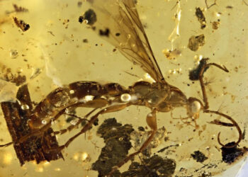 A borostyánban megőrződött 100 millió éve új darázsfaj a Cretolixon alatum fajnevet kapta Forrás: Weser Kurier