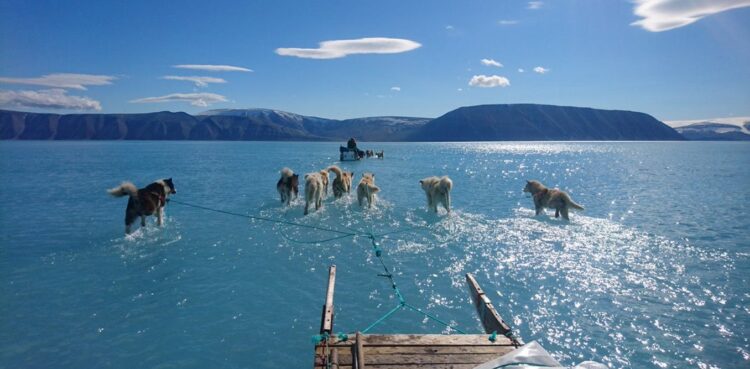 Térdig vízben gázoló szánhúzó kutyákról készült felvétel hívja fel a figyelmet a Grönlandon tapasztalható szokatlan melegre. (2019) Frrás: Steffen M. Olsen