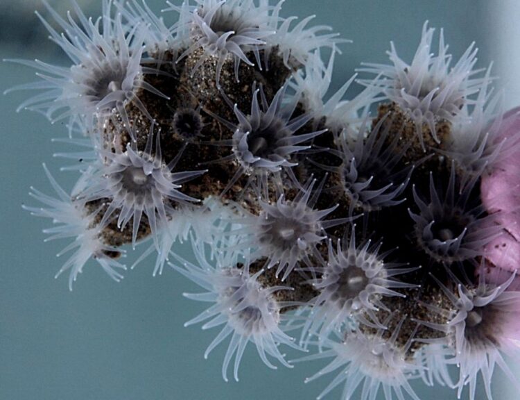 Az Epizoanthus martinsae csaknem 400 méter mélyen él a korallokon