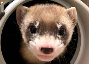 In this photo provided by the U.S. Fish and Wildlife Service is Elizabeth Ann, the first cloned black-footed ferret and first-ever cloned U.S. endangered species, at 50-days old on Jan. 29, 2021. Scientists have cloned the first U.S. endangered species, a black-footed ferret duplicated from the genes of an animal that died over 30 years ago. They hope the slinky predator named Elizabeth Ann and her descendants will improve the genetic diversity of a species once thought extinct but bred in captivity and reintroduced successfully to the wild. (U.S. Fish and Wildlife Service via AP)
