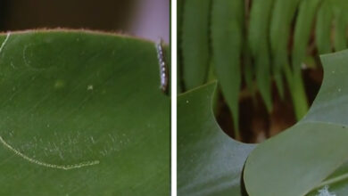 Photo of Lenyűgöző videón a hernyók leleményessége: A fogyasztott levéllel betakarva védik magukat, amíg falatoznak