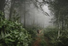 Photo of Grúzia esőerdeiben olyan érzésünk támad, mintha Amazóniában járnánk