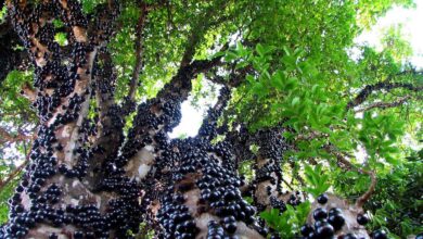 Photo of Jabuticaba – az egyik legkülönlegesebb trópusi fa, aminek a törzsén nőnek a gyümölcsei