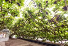 Photo of A világ egyik legnagyobb és legrégebbi szőlőtőkéje