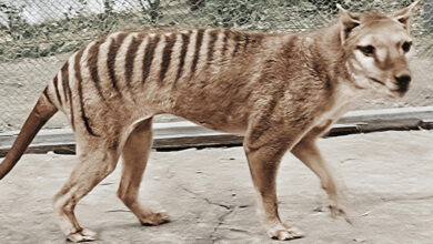 Photo of Színes, felújított felvételen kelt újra életre az 1936-ban kihalt tasmán tigris