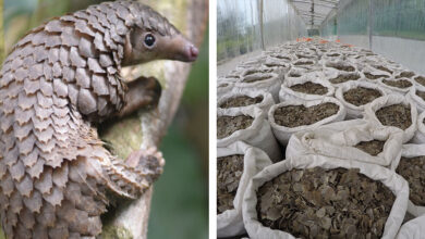 Photo of Elképesztő méreteket ölt a tobzoskák illegális kereskedelme