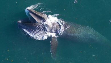 Photo of Egy új kutatás szerint, akár 16 tonna rákot esznek meg naponta a kék bálnák egyedei