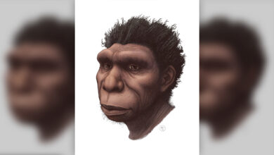 Photo of A Homo bodoensis nevet kapta a modern ember 500 ezer éve élt közvetlen elődje